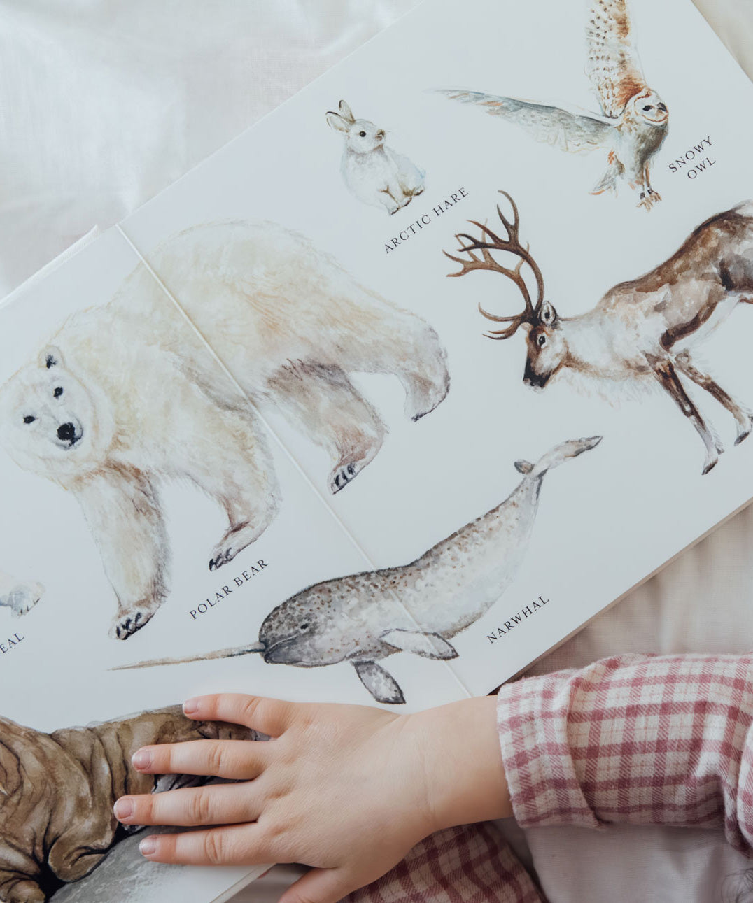 Our Big Book of Animals (Board Book)